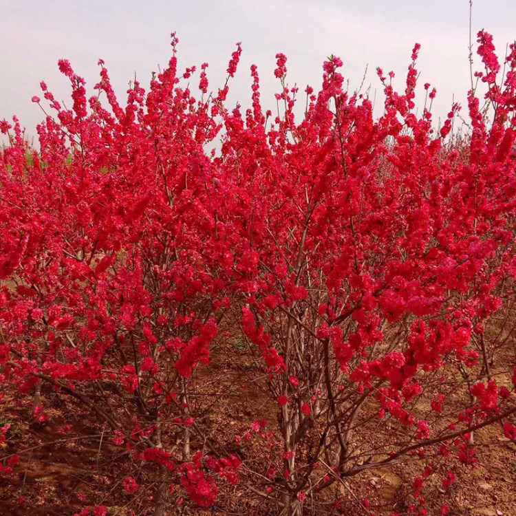 碧桃苗批發(fā)基地出售1-6公分庭院栽植開花欣賞紅葉 龍珠碧桃苗