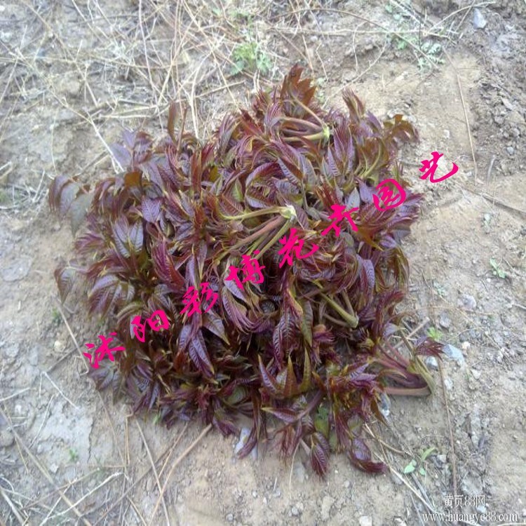 批發(fā)果樹苗木當年可食用香椿樹苗 香椿苗紅油香椿樹苗可盆栽地栽