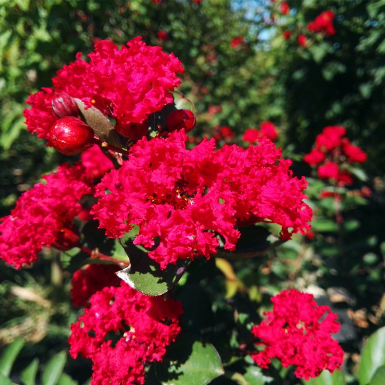 园林植物 美国紫薇树红花 红花紫薇花苗美国小树庭院绿化苗木批发