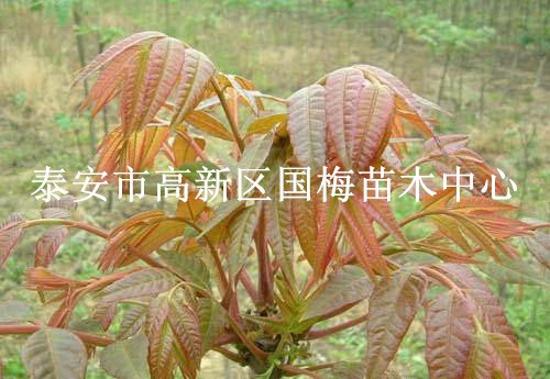 批發(fā)果樹苗木當(dāng)年可食用香椿樹苗 香椿苗紅油香椿樹苗可盆栽地栽