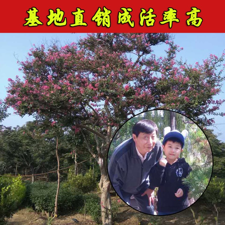 基地批發(fā)綠化苗木百日紅 多種規(guī)格百日紅樹苗紫薇小苗 量大優(yōu)惠