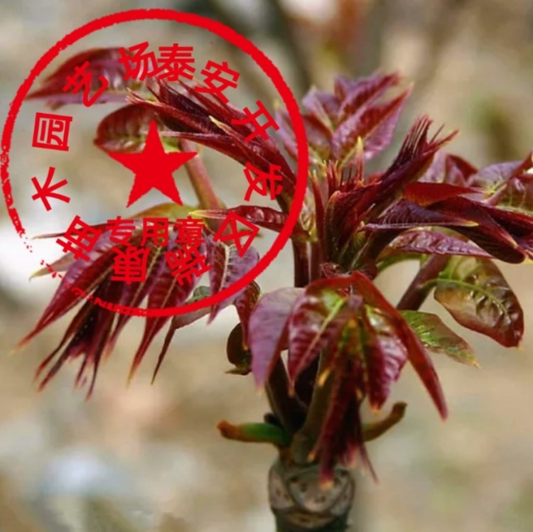 批發(fā)香椿苗木 紅油香椿苗基地 大棚 露天種植香椿樹苗