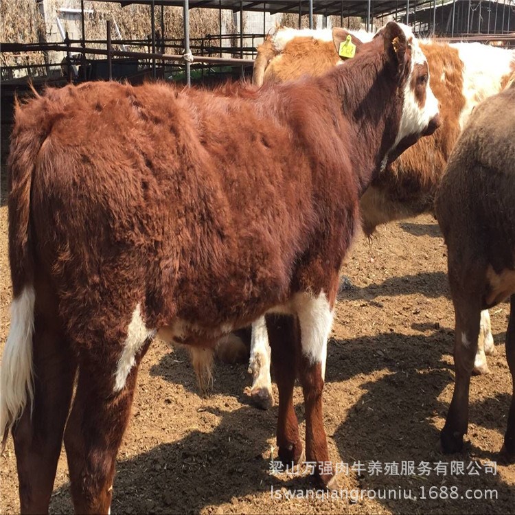 出售經濟適用的肉牛苗 小黃牛犢 育肥種牛 西門塔爾牛小牛犢