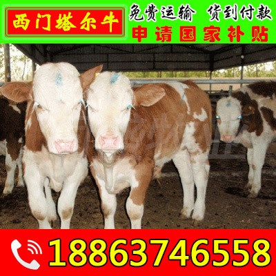 雜交西門塔爾牛犢 肉牛犢小牛西門塔爾牛犢 育肥架子牛