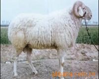 嘉旺牧業(yè)供波爾山羊、小尾寒羊、杜泊羊、科學(xué)養(yǎng)羊致富