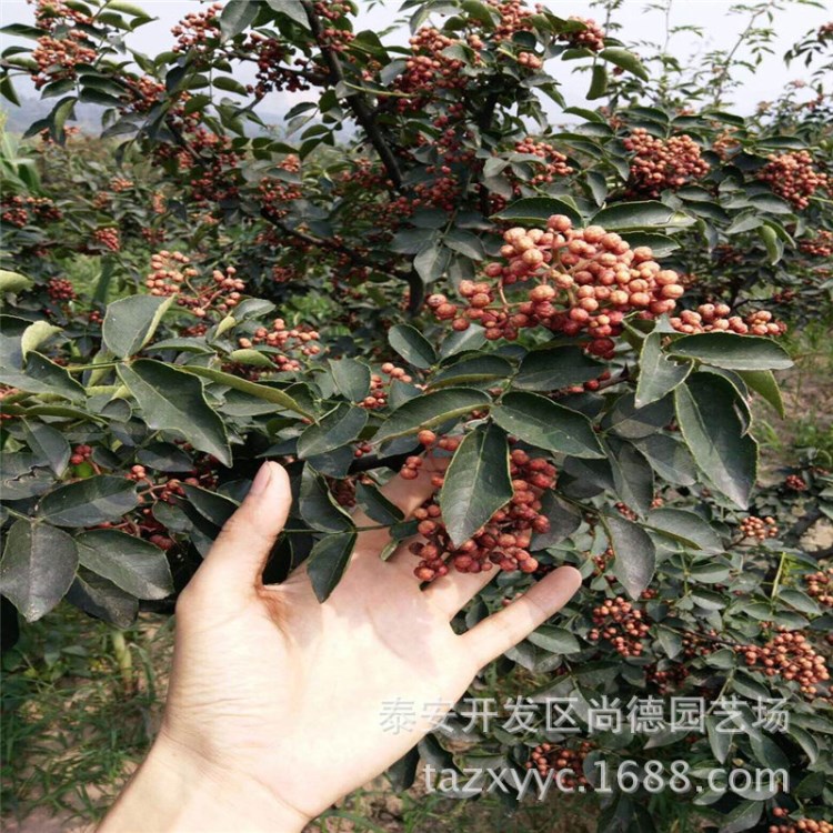 花椒苗 狮子头花椒苗 大红袍花椒苗 无刺花椒苗新基地批发价格