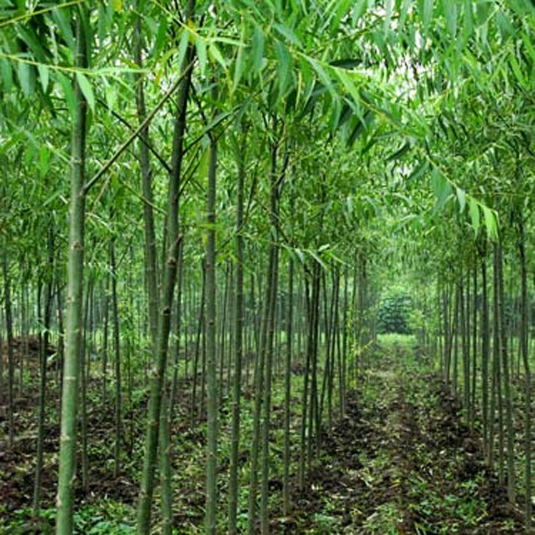 綠化苗木速生竹柳樹苗青皮柳竹雜交竹柳苗規(guī)格全基地直銷