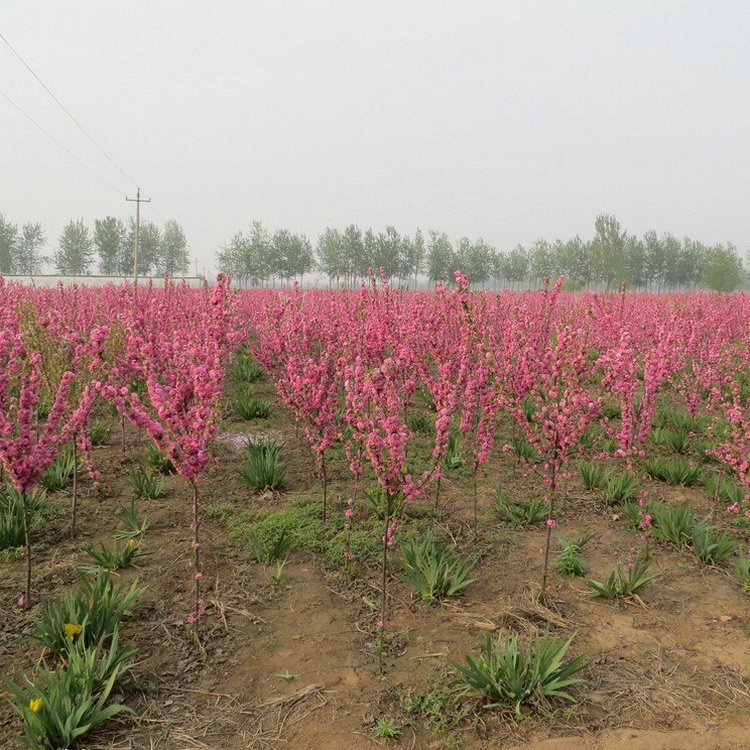 綠化苗木基地大量現(xiàn)貨供應(yīng) 紅葉碧桃小苗 紫葉碧桃樹苗