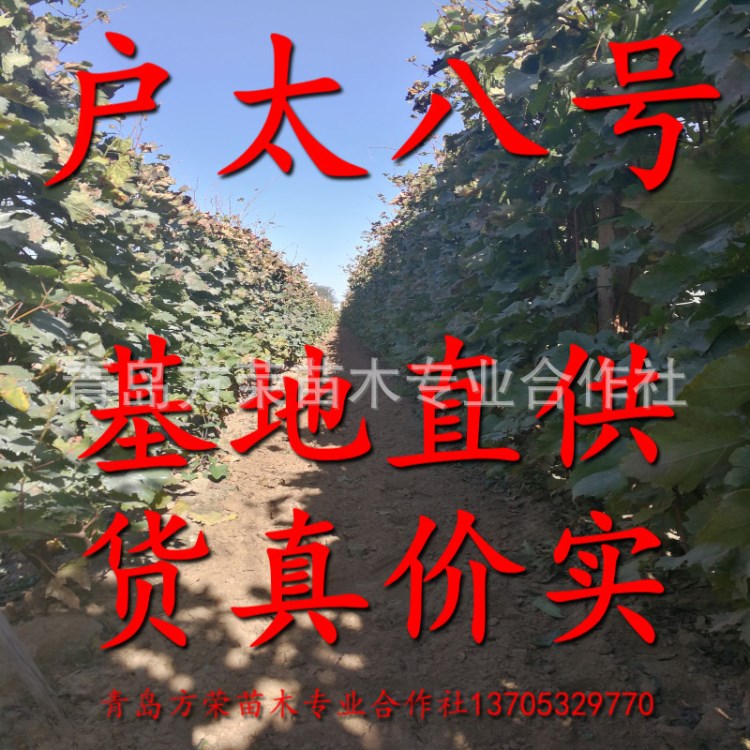 戶太八號葡萄苗子 產地直銷 貨真價實山東新品種果樹提供種植技術