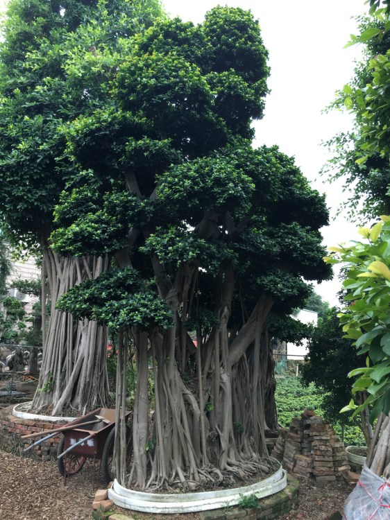 供應(yīng)精品小葉榕樹，樁頭榕樹，造型小葉榕，公園商場門口綠化榕樹