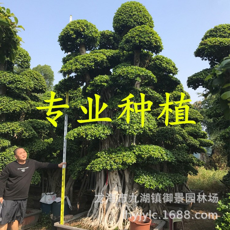 福建造型榕樹樁 福建小葉榕樁景 福建小葉榕古樁 福建榕樹樁頭