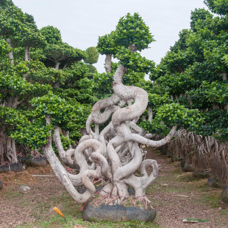 怪樹榕樹 庭院綠植景觀盆栽 小葉榕樁頭 造型榕樹盆栽 廠家直銷