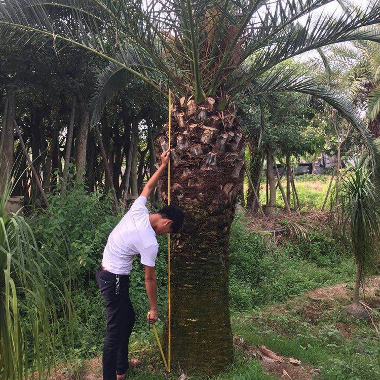 廠家供應加拿利海棗 園林景觀綠化苗木 棕櫚植物