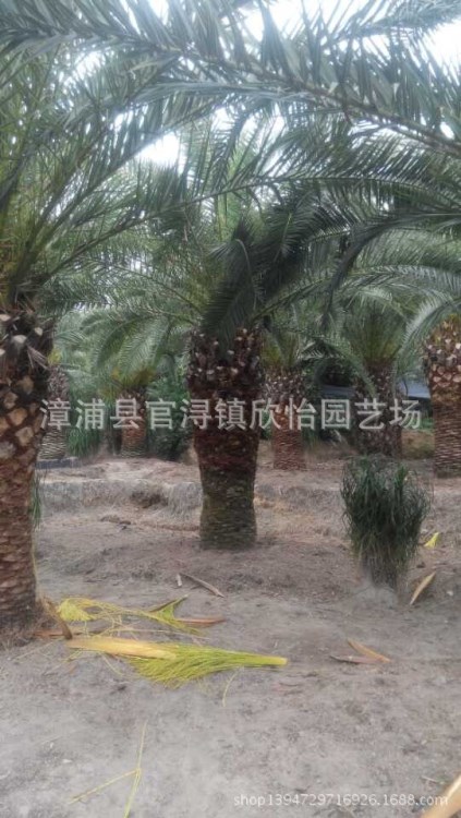 新加拿利海藻價(jià)格、福建地區(qū)加拿利海棗價(jià)格、海藻價(jià)格