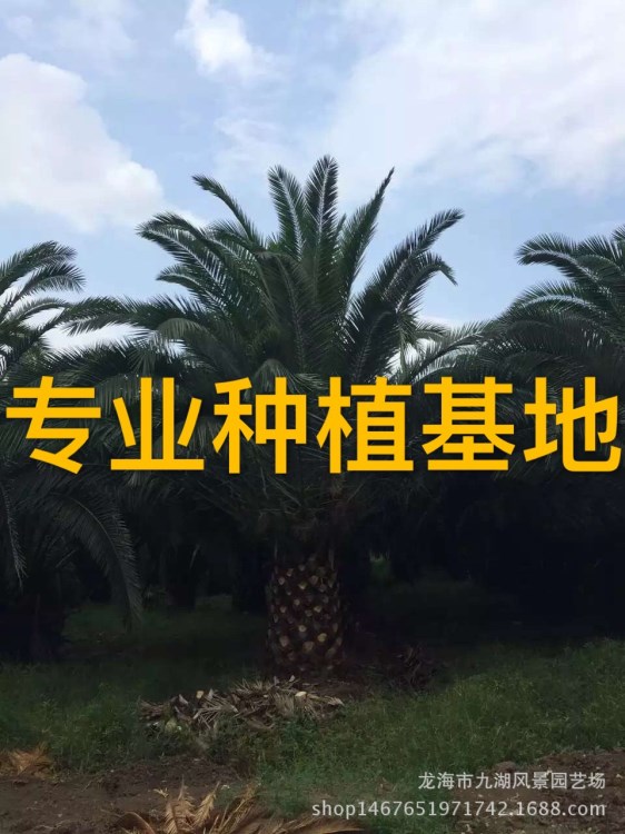 批發(fā)加拿利海棗樹(shù) 行道樹(shù)加拿利海棗 福建加拿利海棗價(jià)格