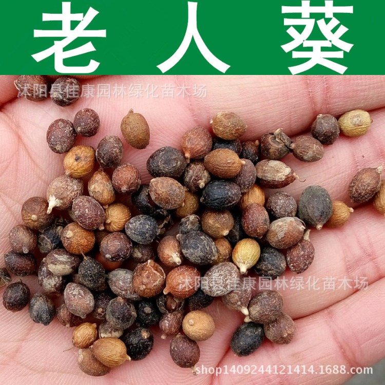 林木种子老人葵种子丝葵树种子加州蒲葵华盛顿棕榈种子