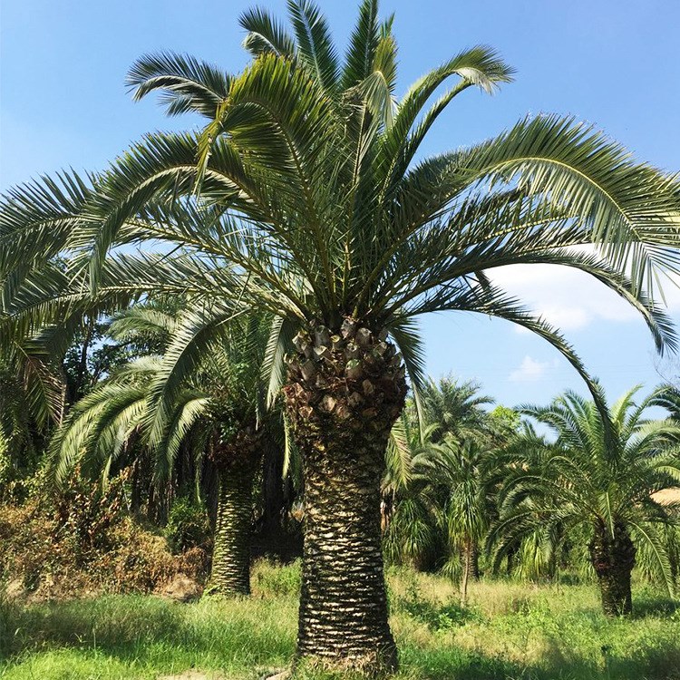 加拿利海棗批發(fā) 多規(guī)格風(fēng)景樹(shù) 多年種植原產(chǎn)地發(fā)貨 歡迎來(lái)電咨詢(xún)