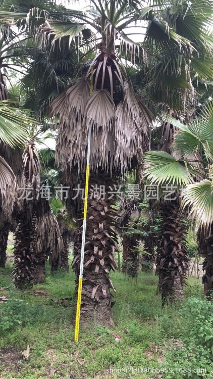 老人葵報價 華盛頓棕櫚 桿高2~7m 頭徑30~80cm 福建老人葵報價