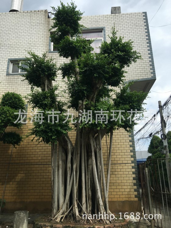 造型榕樹盆景直銷  福建小葉榕新報價 福建精品小葉榕樹樁