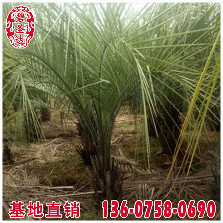 蒲葵價格 福建漳州基地 大量批發(fā) 規(guī)格 市政工程供應(yīng)