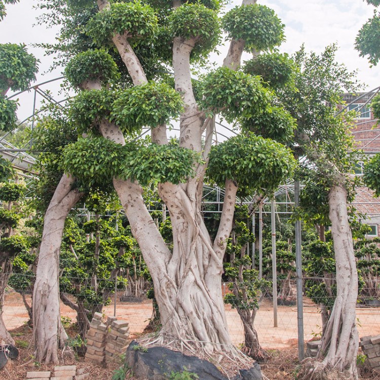 原葉造型小葉榕  榕樹(shù)盆景 樹(shù)樁 大榕樹(shù)盆栽 觀葉綠植 花木盆景