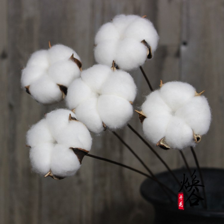 手工棉花 全5瓣手工棉花天然干花 軟裝插花花束藝術(shù) 批發(fā)