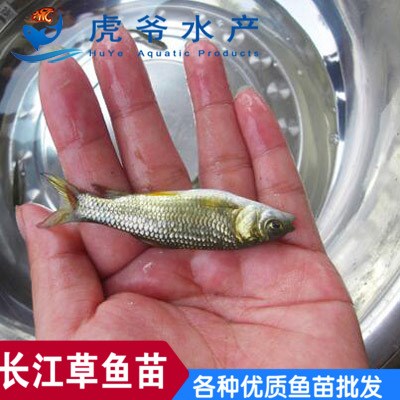 草魚苗 長江草魚苗 人工養(yǎng)殖活體魚苗 成活率高 抗病強(qiáng)