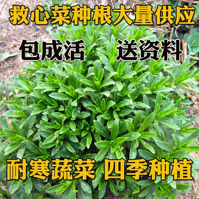 一件代发救心菜种苗费菜养心草种子 植物种苗景天平卧菊蔬菜批发