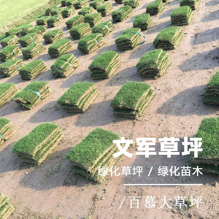 句容天堂草坪草皮種植園直供園林綠化廣場鋪設(shè)用護(hù)坡真草坪綠化