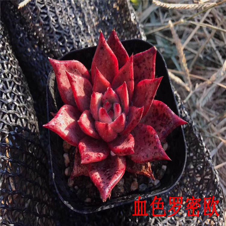 多肉大棚批發(fā)精品狀態(tài)多肉植物 血色羅密歐 狀態(tài)品相量少