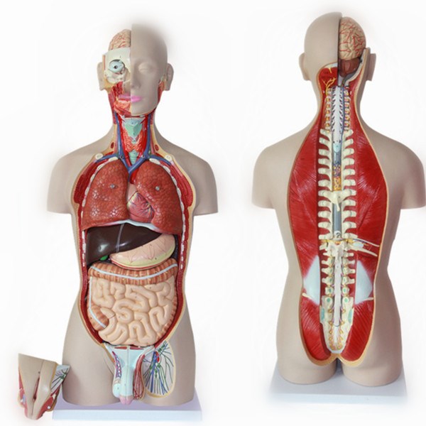 兩性開背式半身軀干模型 28件 內(nèi)臟器官模型 人體解剖