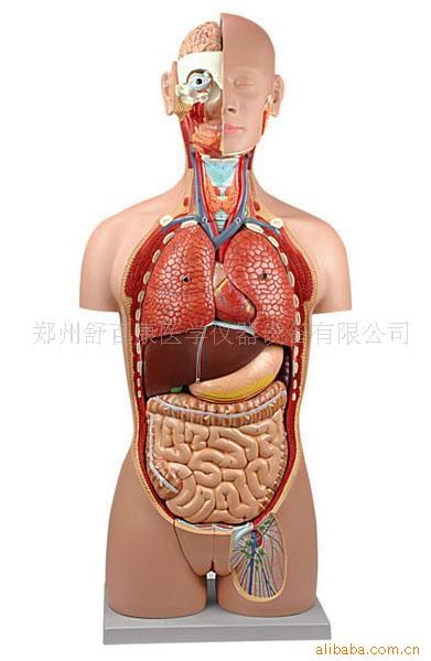 **人體軀干模型 85CM兩性軀干（24部件）