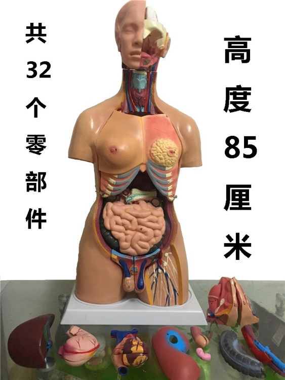 1:1人體醫學解剖模型  內臟系統結構生理教具85cm兩性軀干32件
