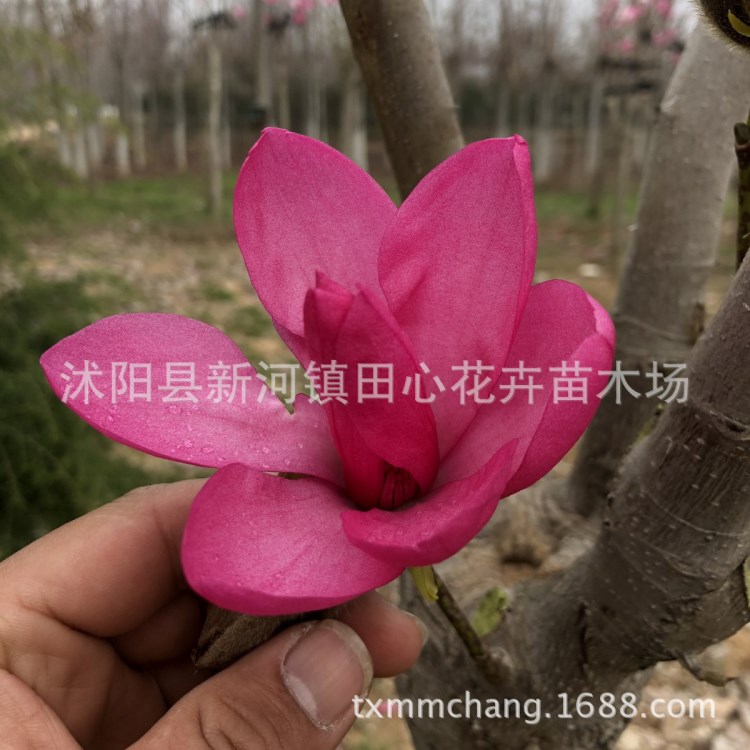 娇红一号 红花玉兰中娇艳的品种 苗圃直销 基地批发价格 抗寒喜肥