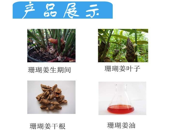 珊瑚姜油