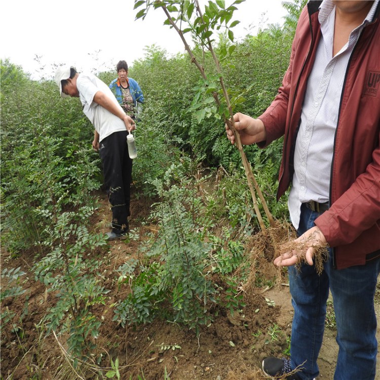 低价批发花椒树  早熟适应性强 欢迎咨询 1年生大红袍花椒树种植