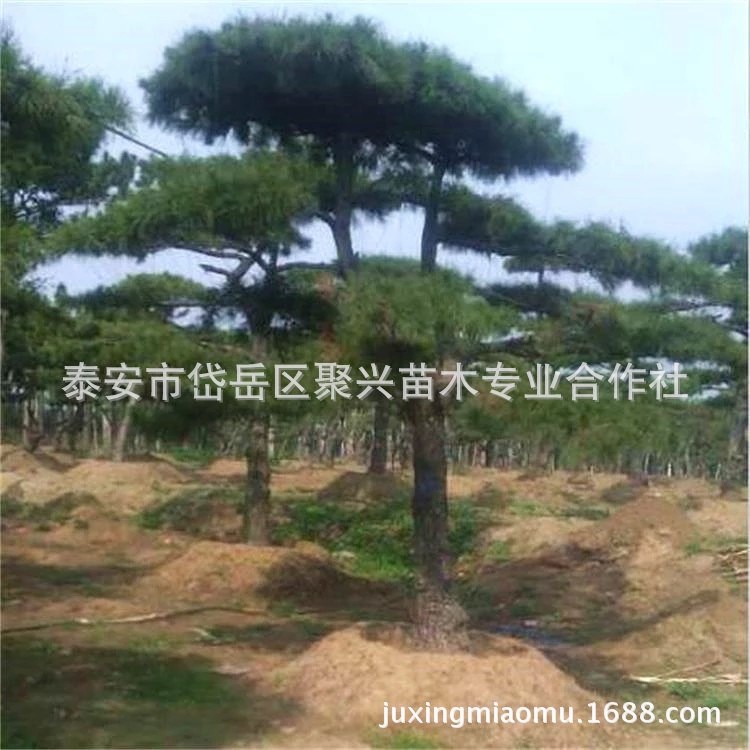 苗圃銷售供應(yīng)迎客松樹 現(xiàn)貨供應(yīng)獨(dú)特迎客松 成活率高 來電咨詢
