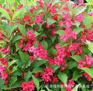 保定紅子錦帶苗圃基地 數(shù)量多 規(guī)格全 價格咨詢 量大從優(yōu)