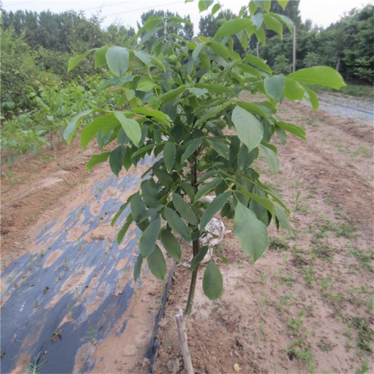 1米高核桃樹苗 薄皮核桃苗種植技術(shù)