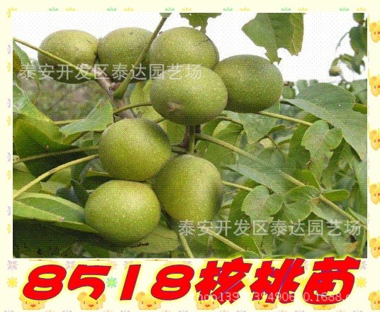 8518核桃苗批發(fā) 8518核桃苗種植技術(shù) 山東8518核桃苗基地