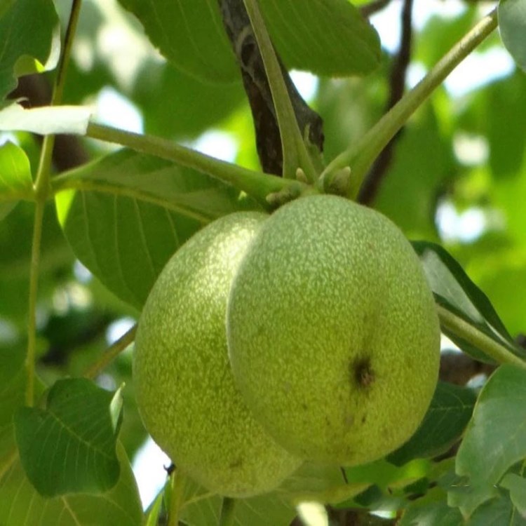 基地培育種植香玲核桃苗 適應(yīng)性強(qiáng) 當(dāng)年掛果 香玲核桃樹苗