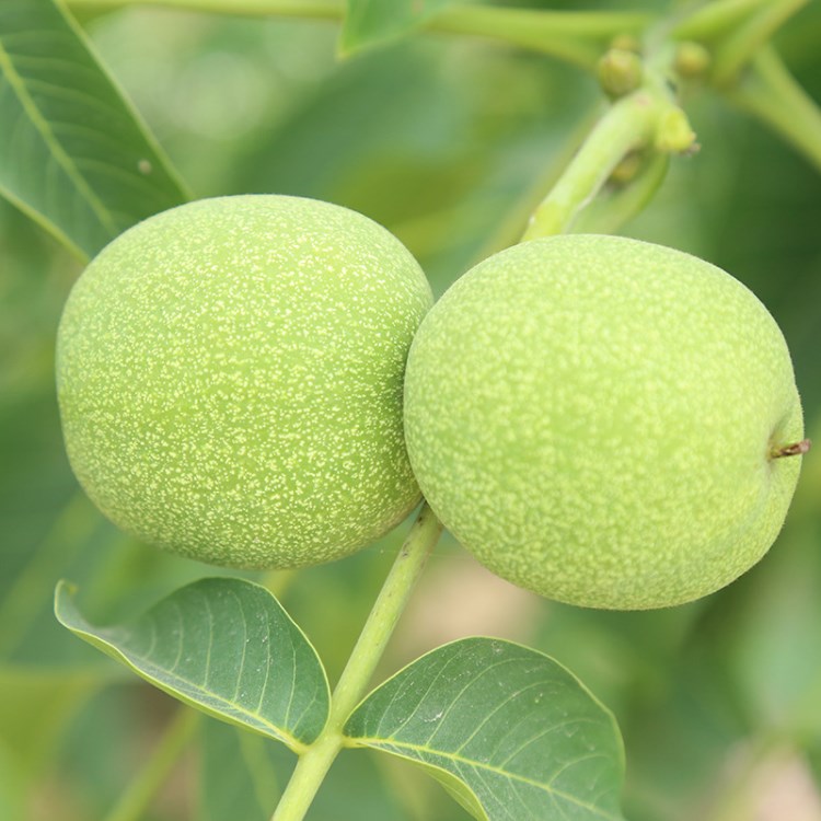 嫁接核桃苗 紙皮核桃苗 香玲核桃苗 8518核桃苗價格 品質保障