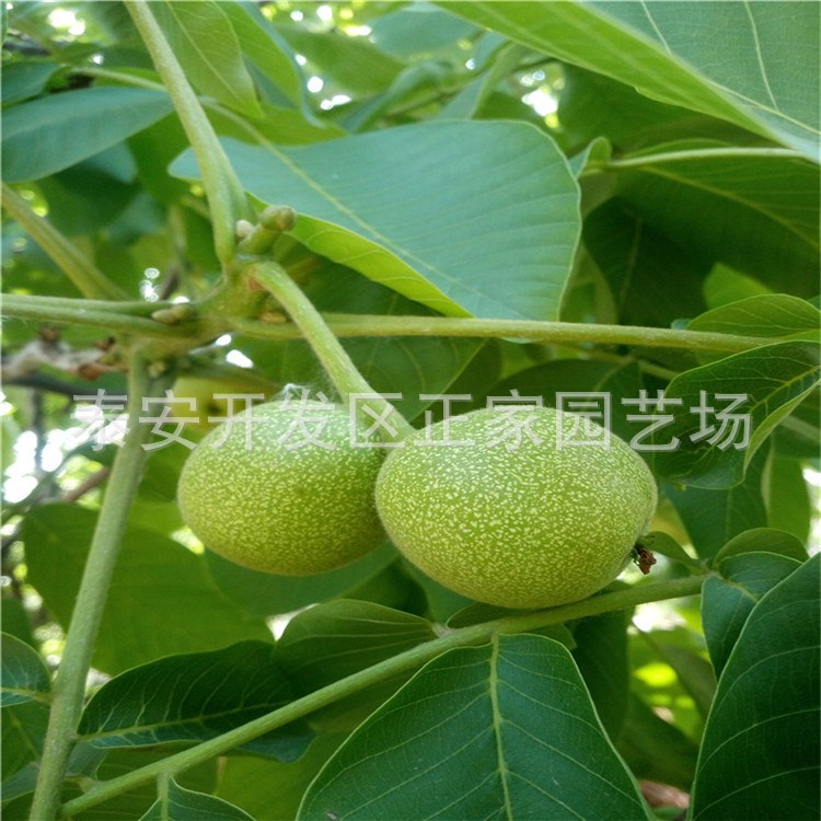 早實核桃苗批發價格 大理核桃苗種植基地 1公分核桃苗
