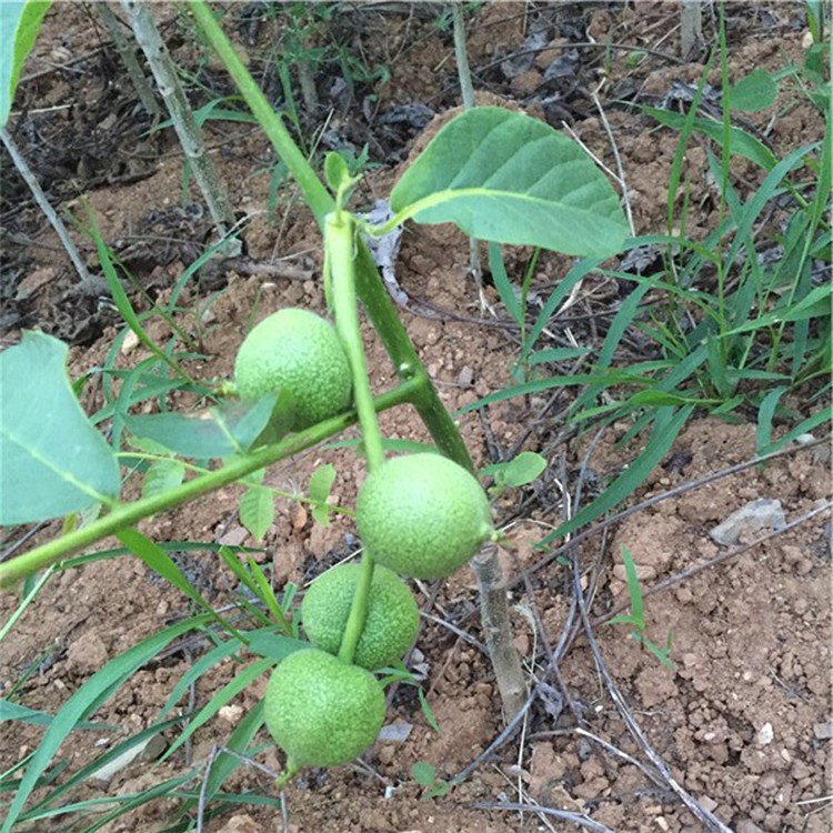 种植核桃苗 嫁接薄皮核桃苗 8518核桃树度高 当年结果丰产