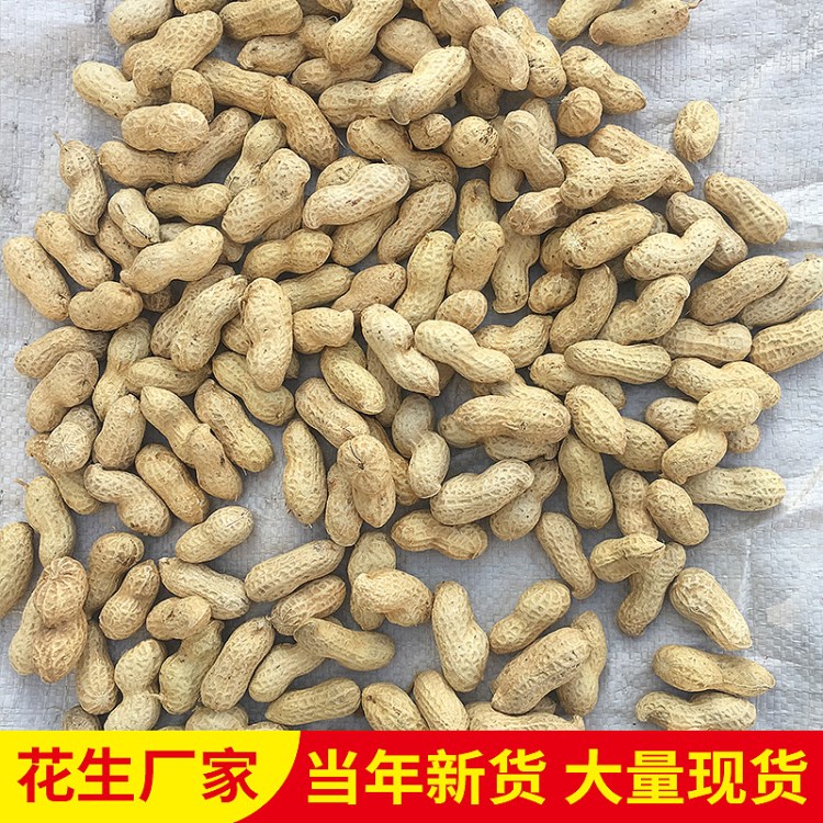 山東海花水洗花生果 精選帶殼花生果 ?；ㄕビ突ㄉ?花生批發(fā)