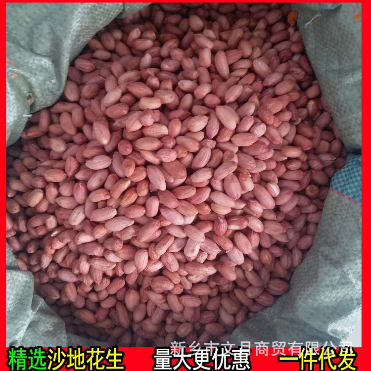 大量現(xiàn)貨沙地大個紅皮花生米5斤包郵農(nóng)家自產(chǎn)長生果精選500g/包