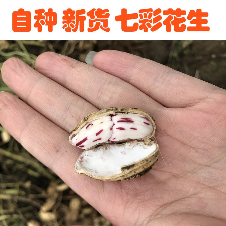 周公云南七彩花生，水果花生，干花生，農家自產，支持一件代發