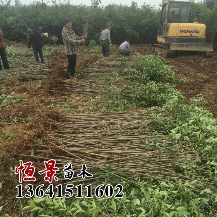 基地綠化工程苗 高桿女貞 常綠喬木 大葉女貞 四季常青 規(guī)格