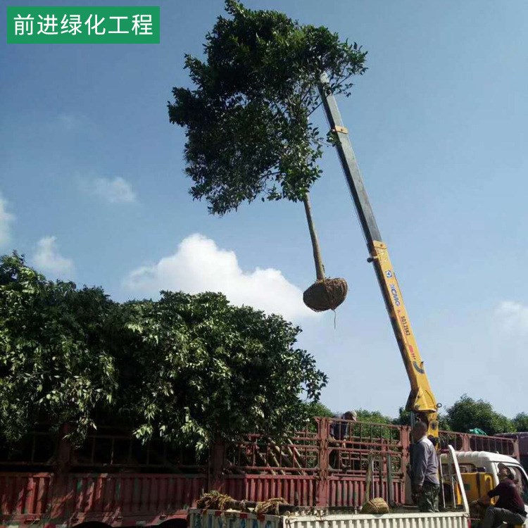 工程庭院小區(qū)綠化  大葉女貞  金葉女貞  瓜子黃楊 衛(wèi)矛 規(guī)格