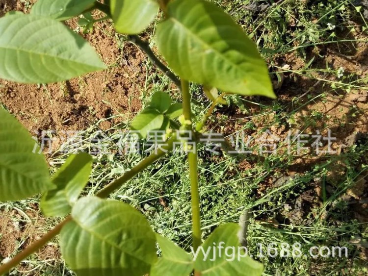 来电订购 江苏种植8518核桃苗 果树苗 核桃苗 价格实惠